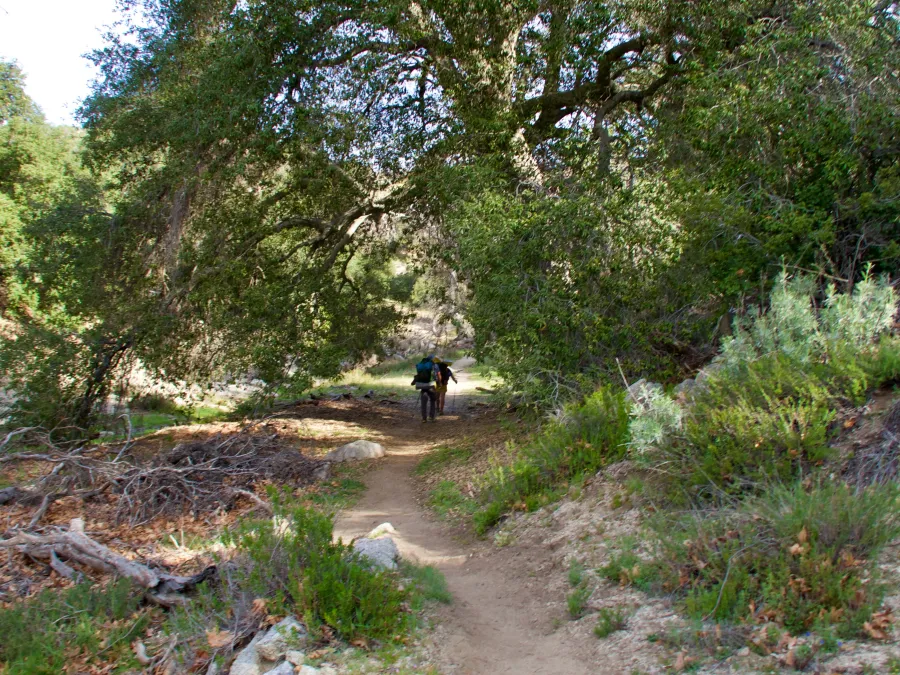 Walk through trees