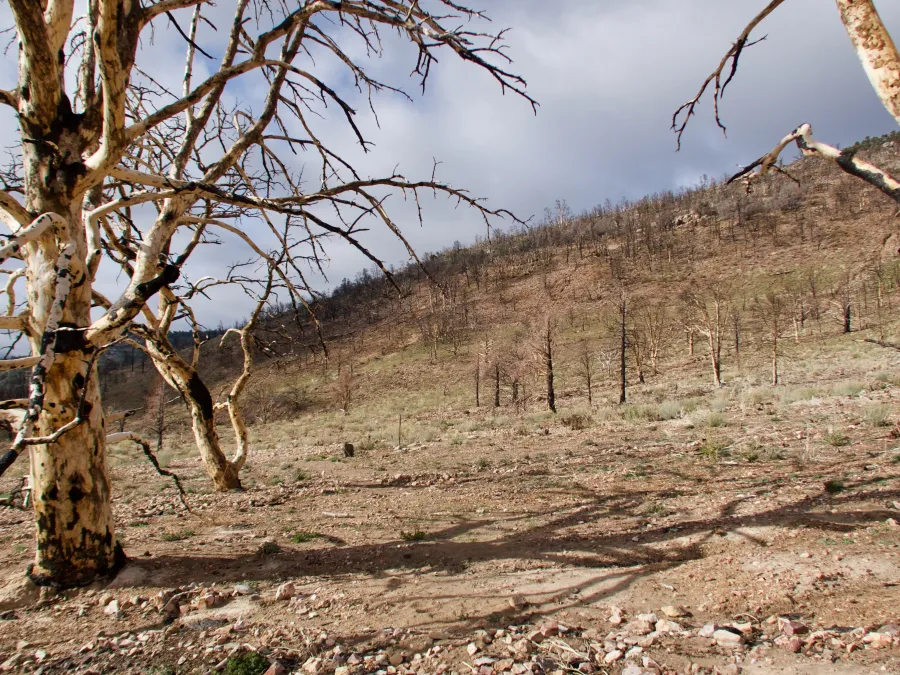 Area burnt in Holcomb Fire