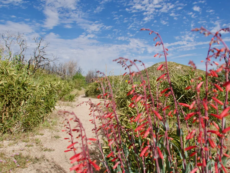 Firecracker Penstemon
