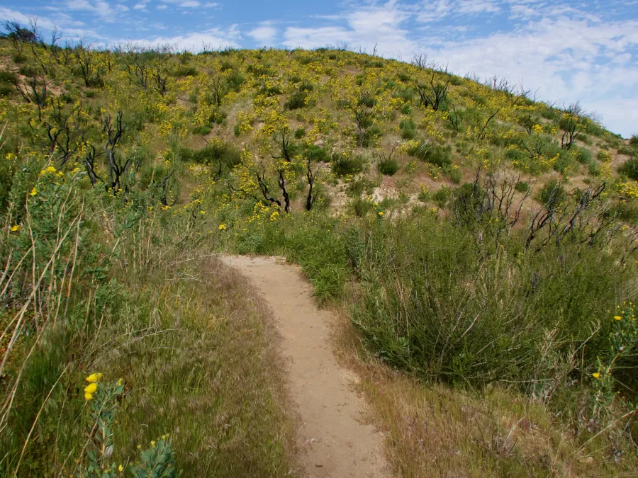 Bush poppies on the PCT