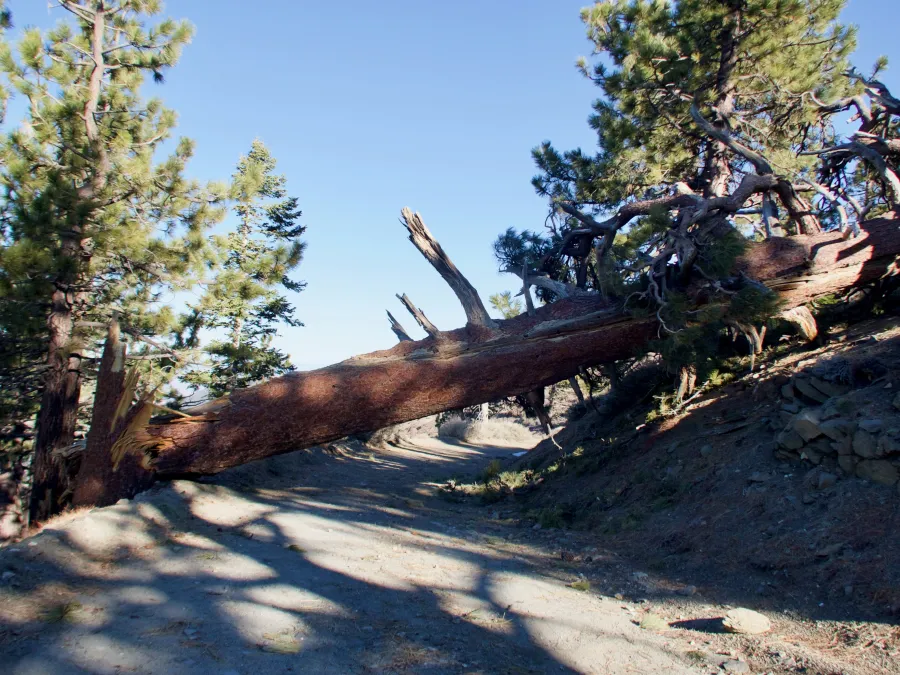 Large blowdown on the road