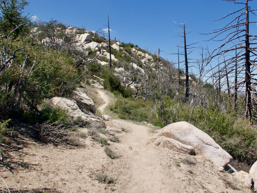 Trail through burnt trees