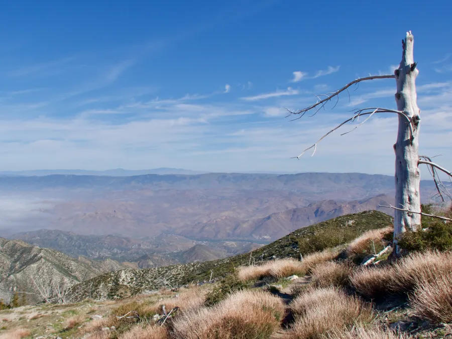 Lone tree on ridge