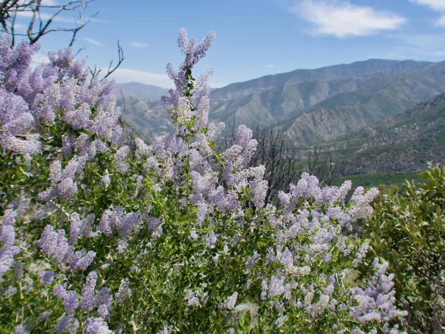 Mountain lilac flowers