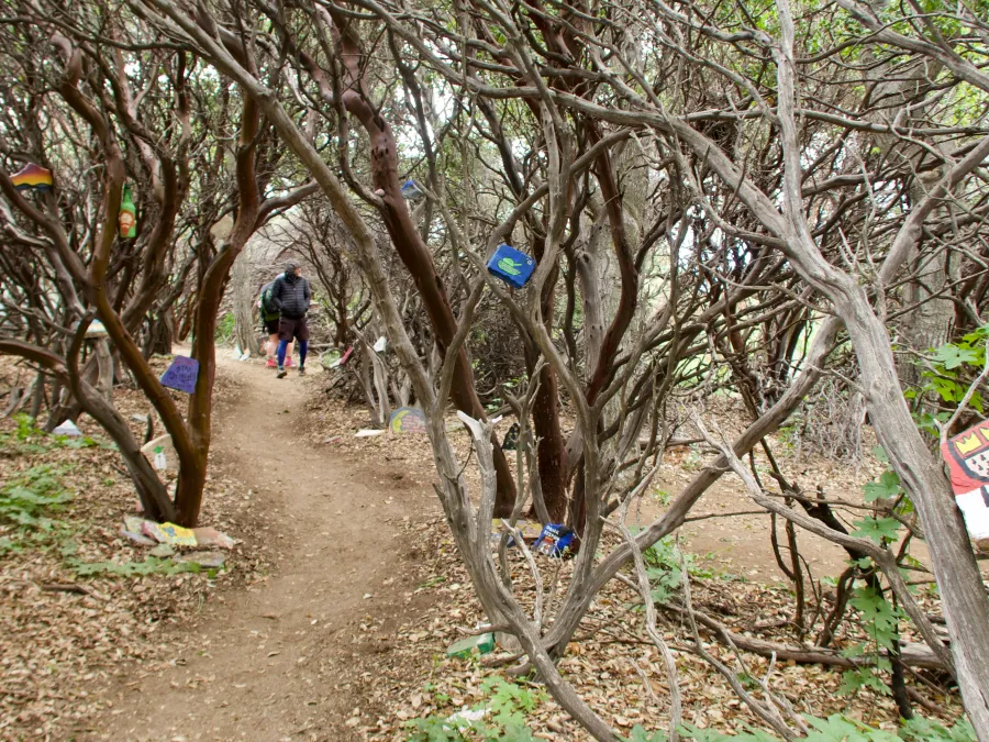 manzanita forest at Casa de Luna