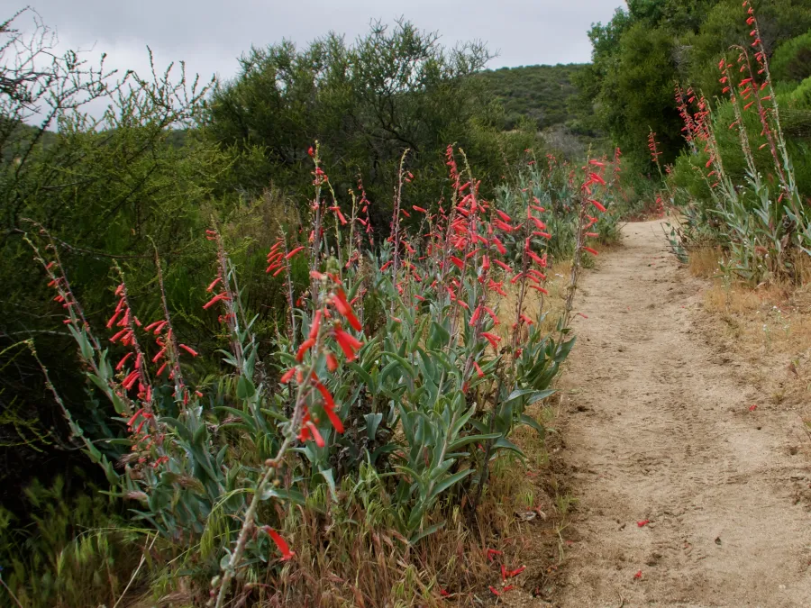 Firecracker penstemon