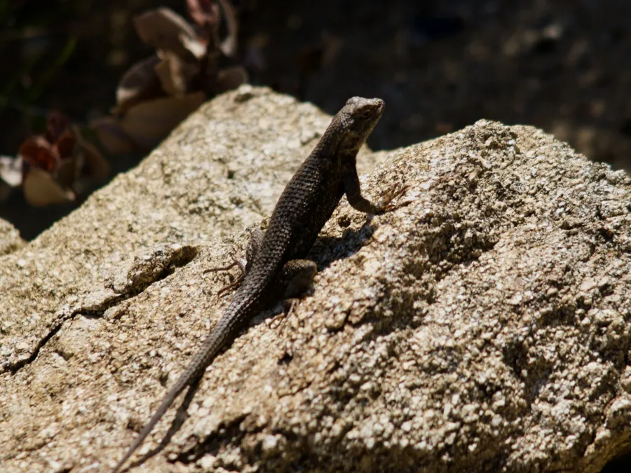 Desert lizard