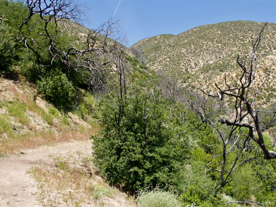 PCT climbs from Lake Hughes Road