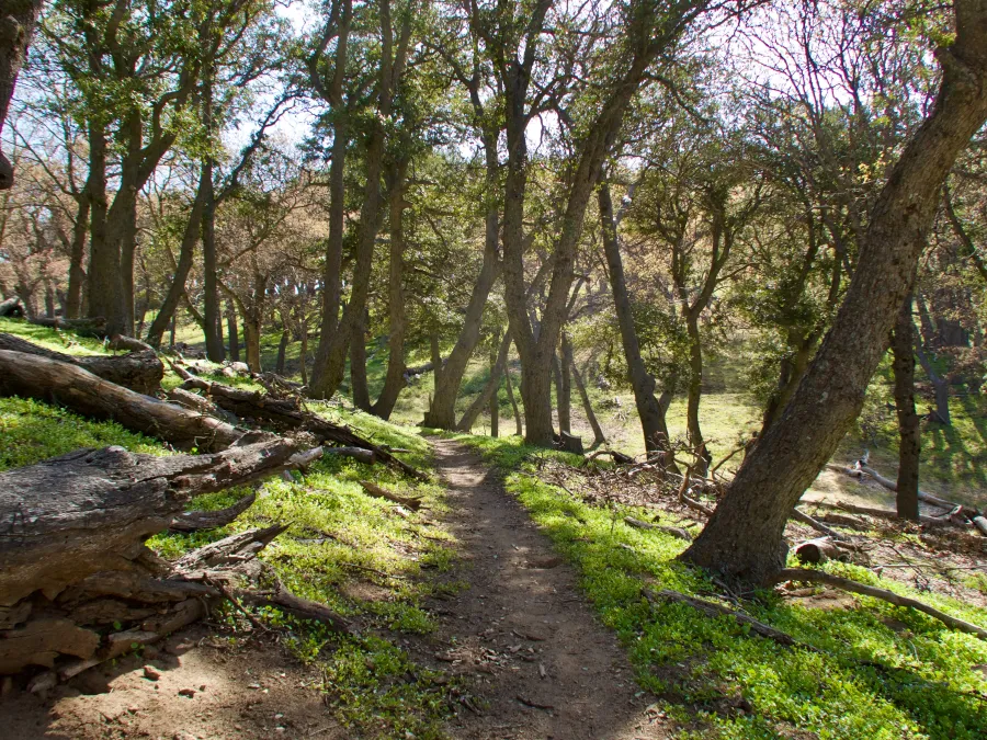 A park-like section of trail