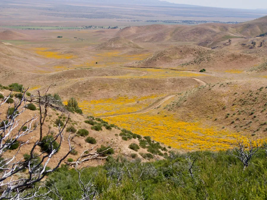 fields of California poppies