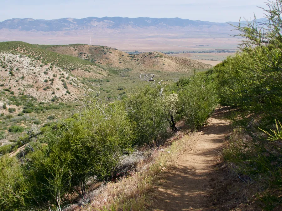 Mojave Desert view