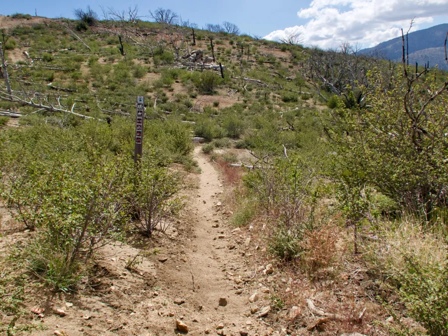 Burnt trees along the trail