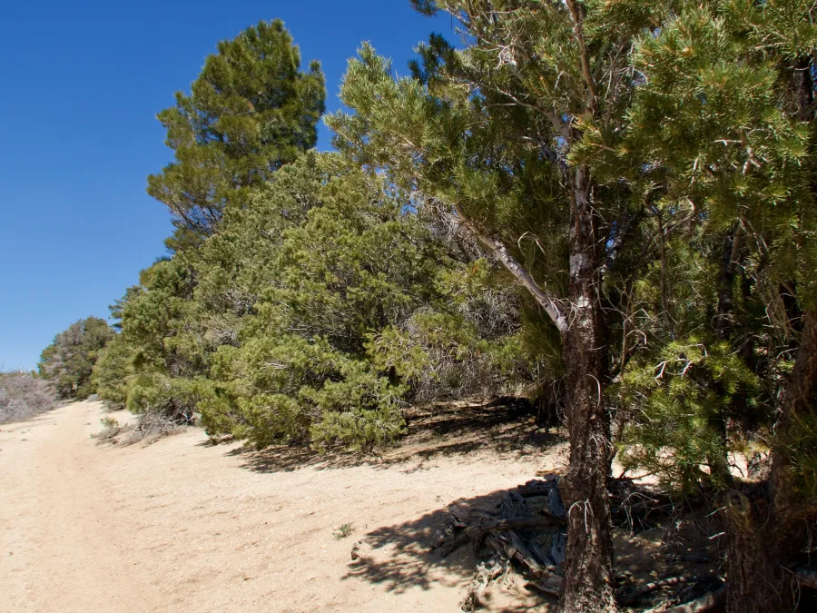 A small stand of trees in the desert