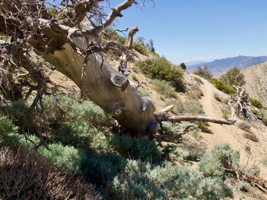 Dead tree