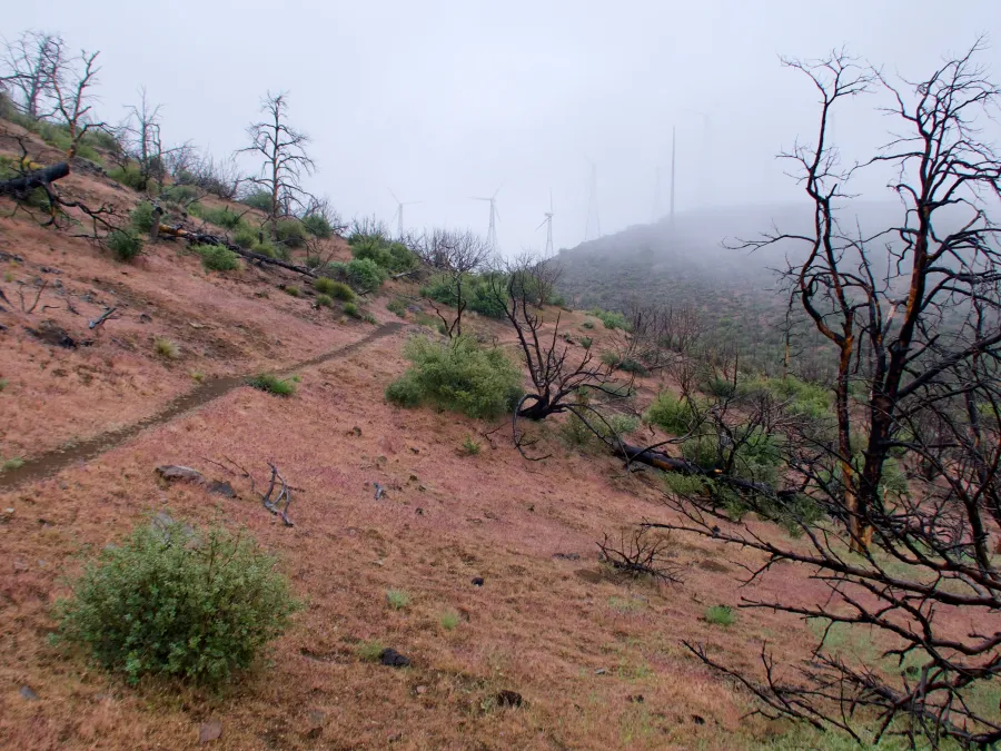 Misty trail