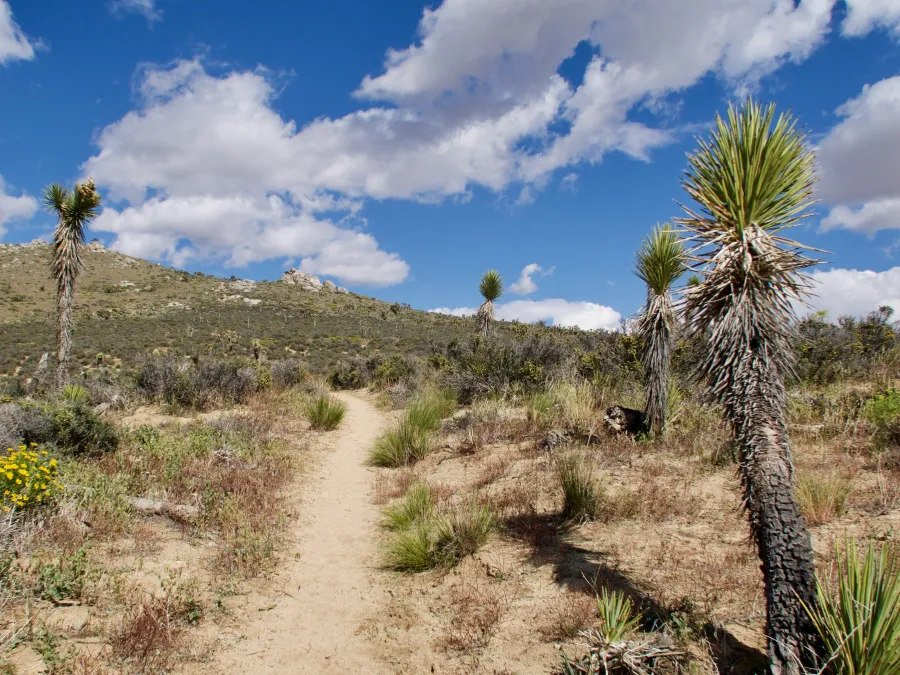 Joshua trees along the trail