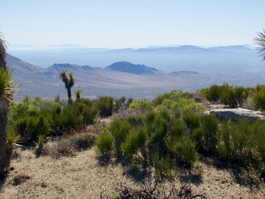 Joshua trees along the PCT
