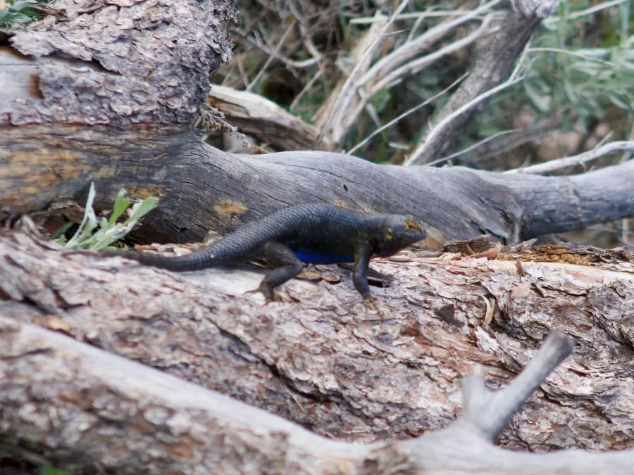 Western fence lizard