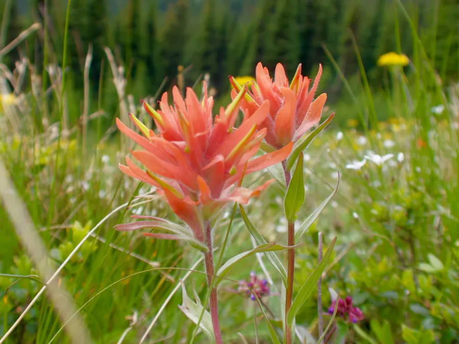Indian paintbrush