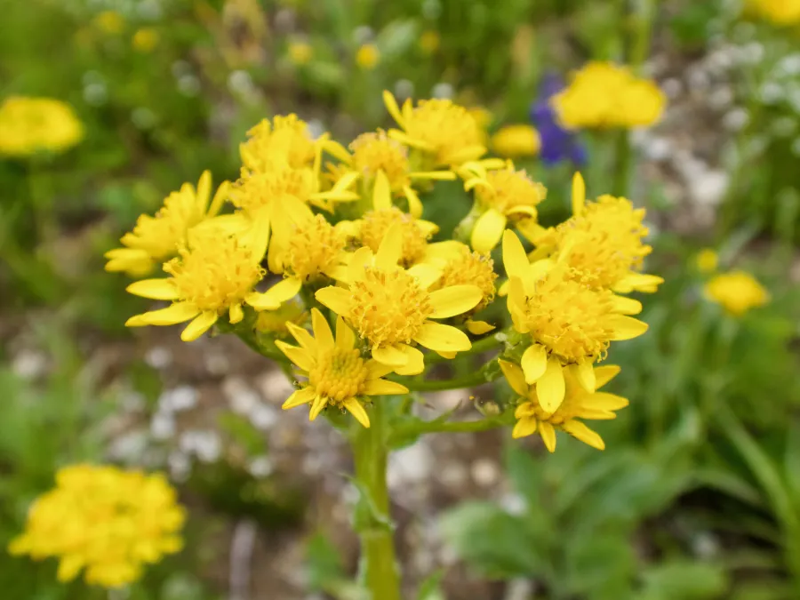 lobeleaf groundsel