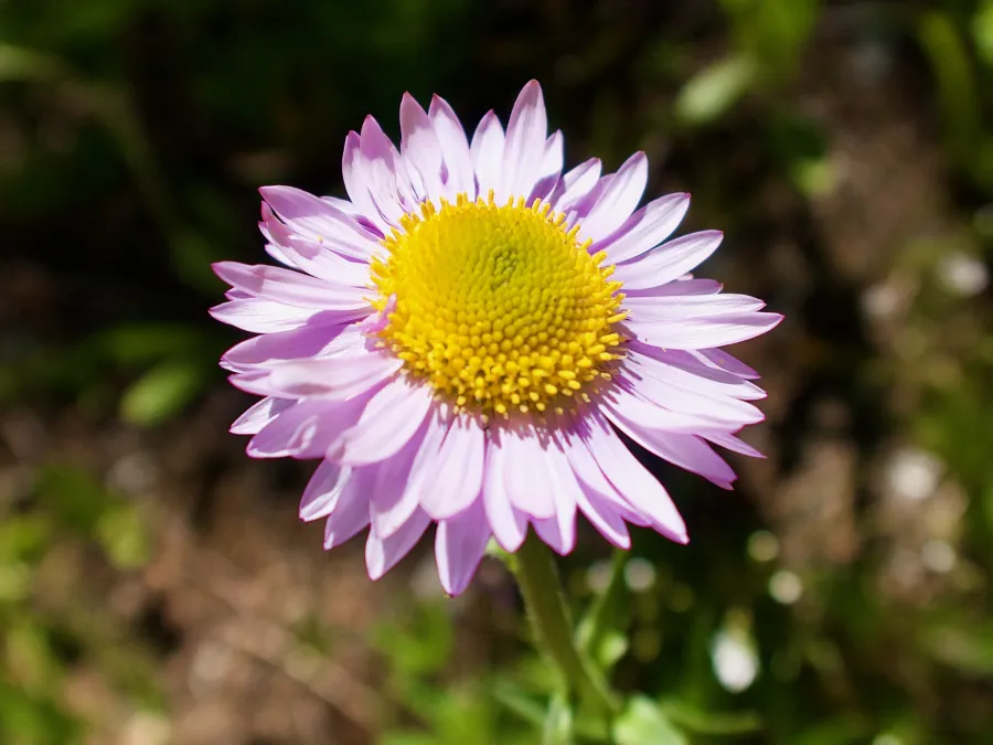 subalpine fleabane