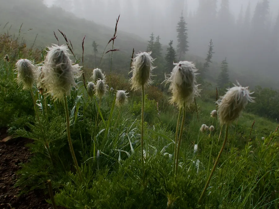 Shaggy western pasqueflowers
