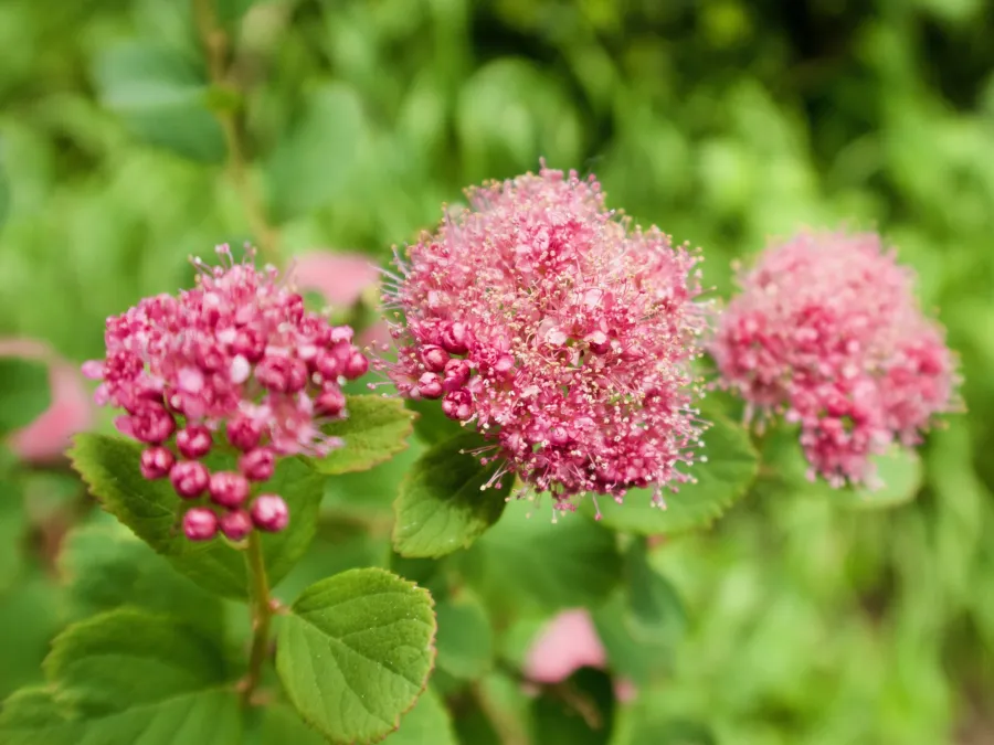 rosy spiraea