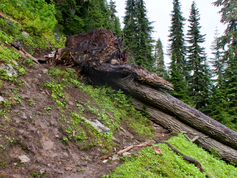 Two trees are lying across the trail