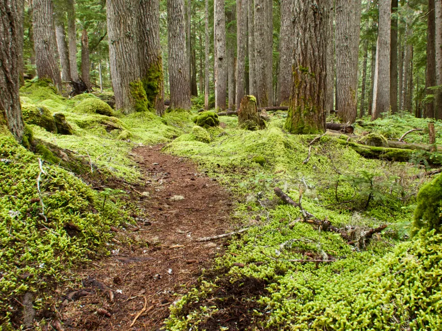 Thick moss along the sides of the trail