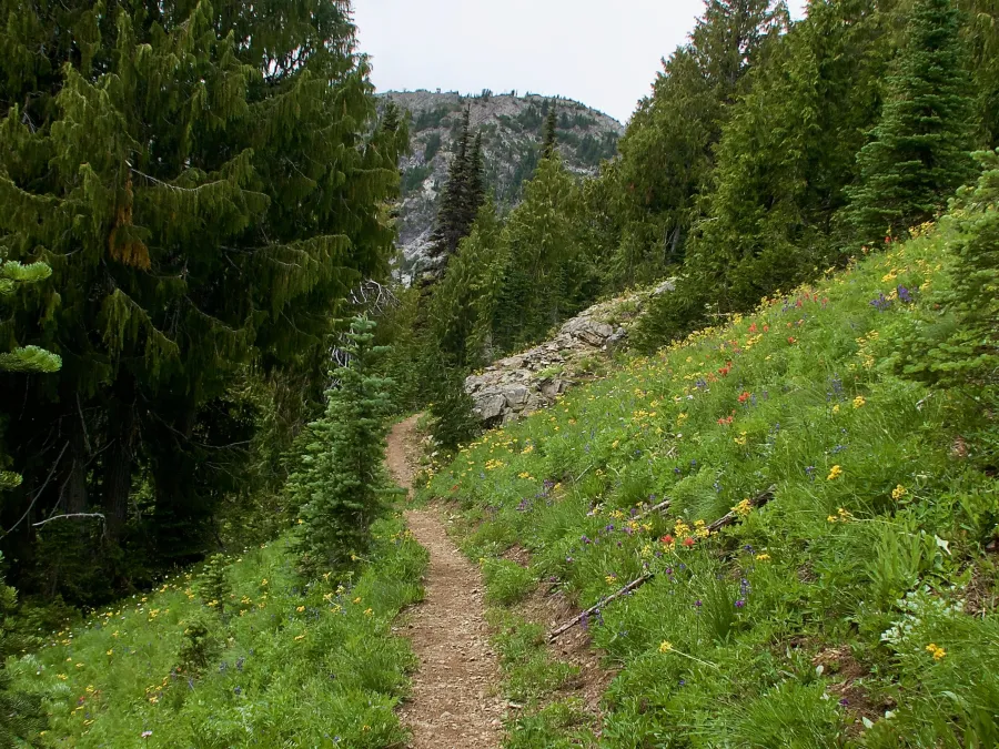 Flowers along the trail