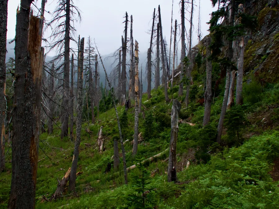 Dead trees on the PCT