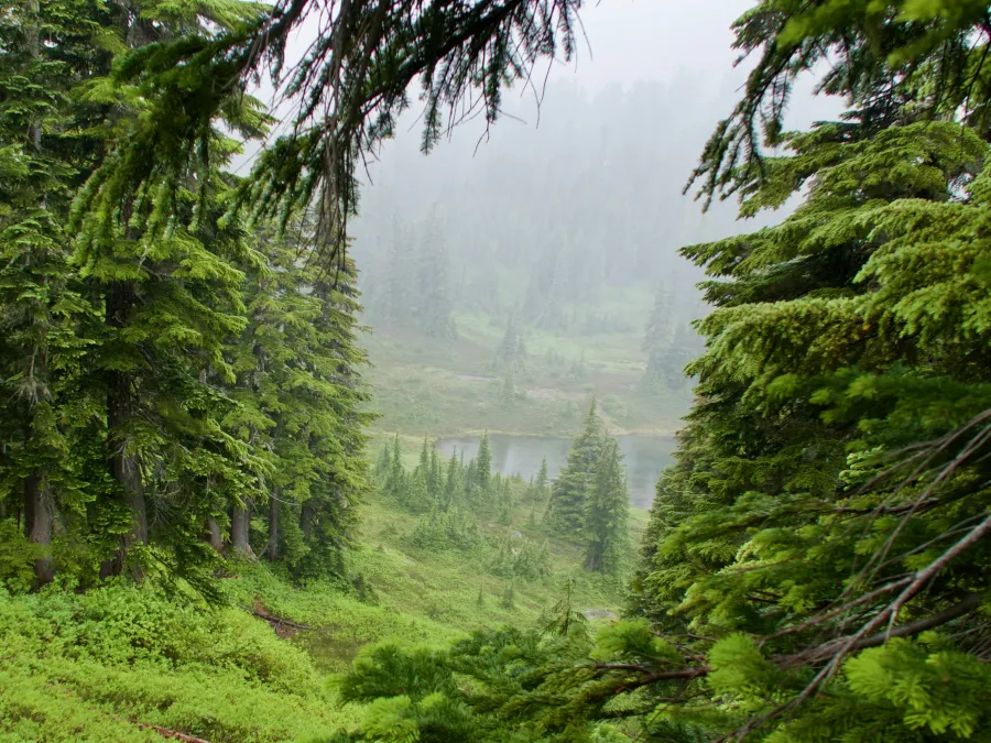 A view of a like through the mist