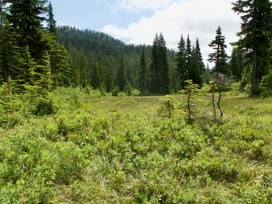 Olallie Meadow