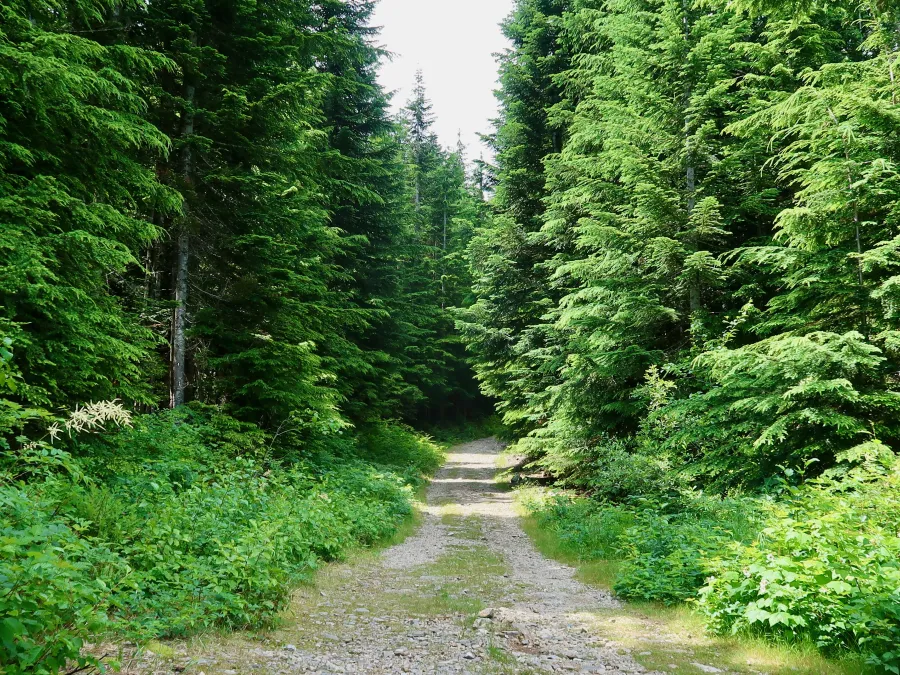 A forest road