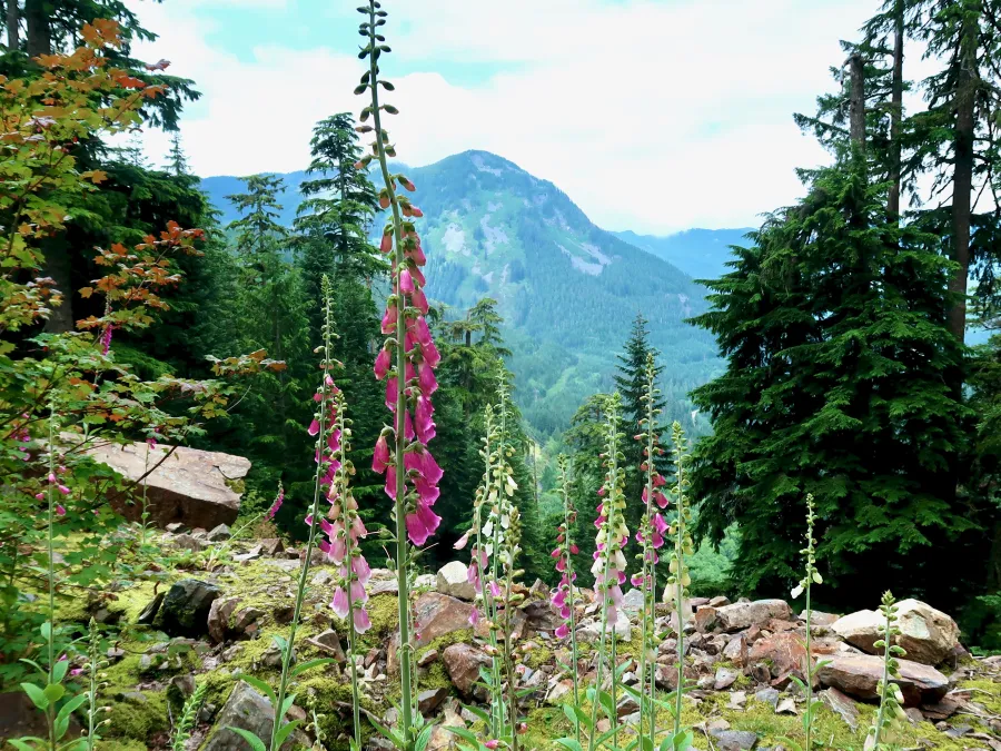 foxglove flowers