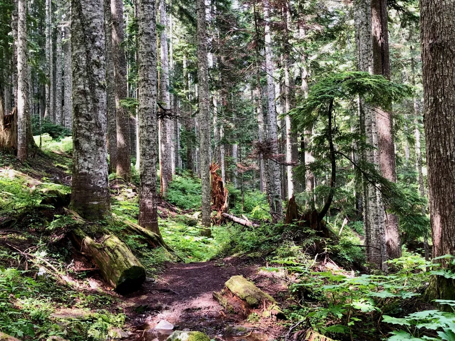 Thick forest on the PCT