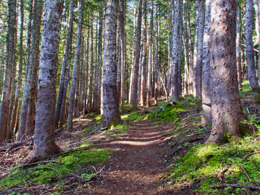 The PCT through a forest with many trees