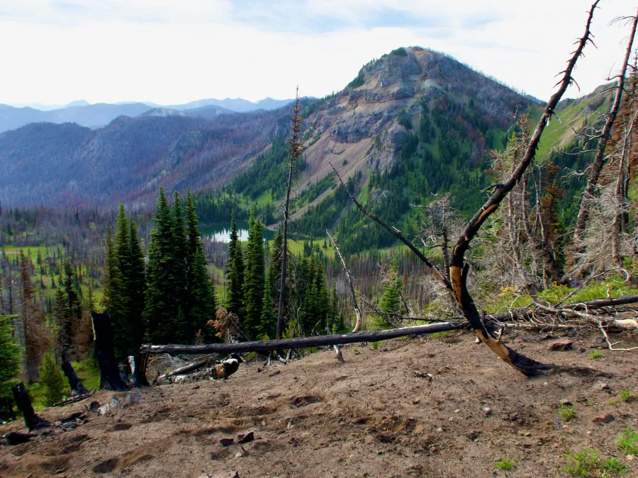 A burnt section near Norse Peak