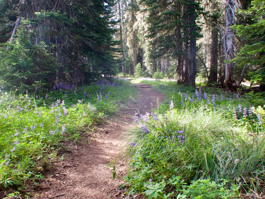 Flat trail