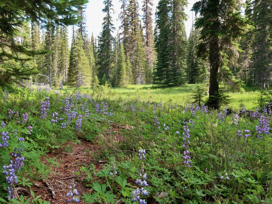 The PCT goes through a meadow