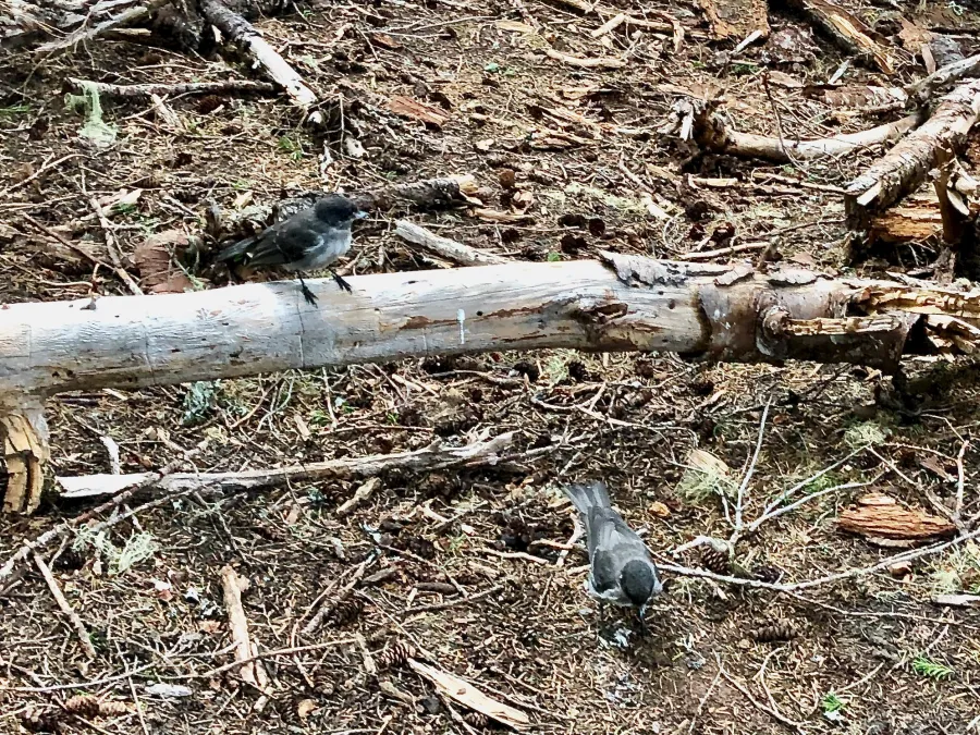 Mountain chickadees