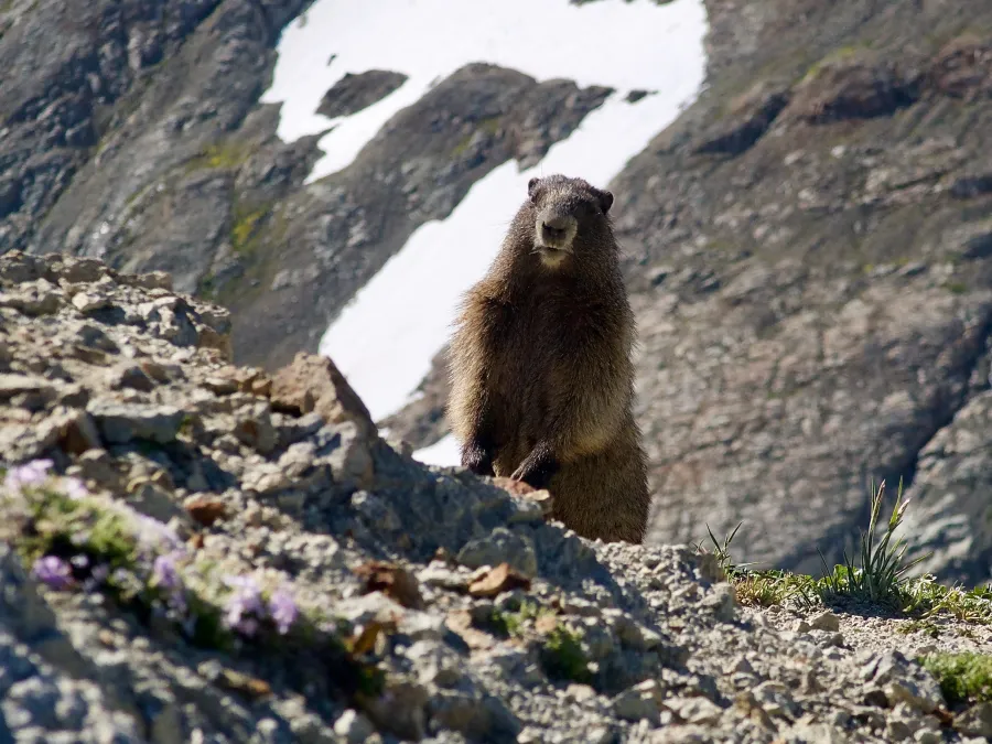 A marmot on Old Snowy