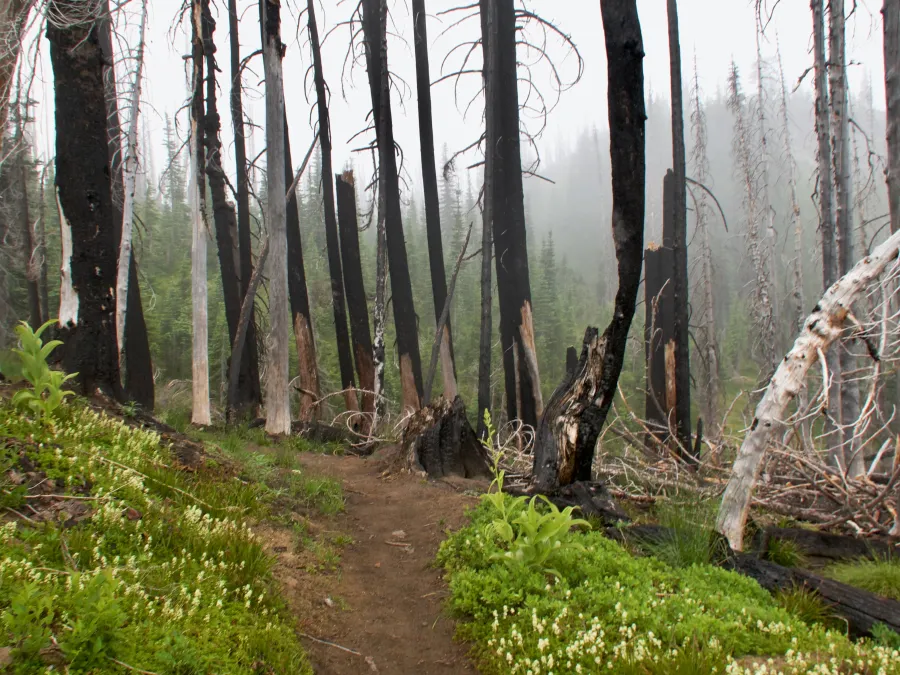Burnt trees in a mist
