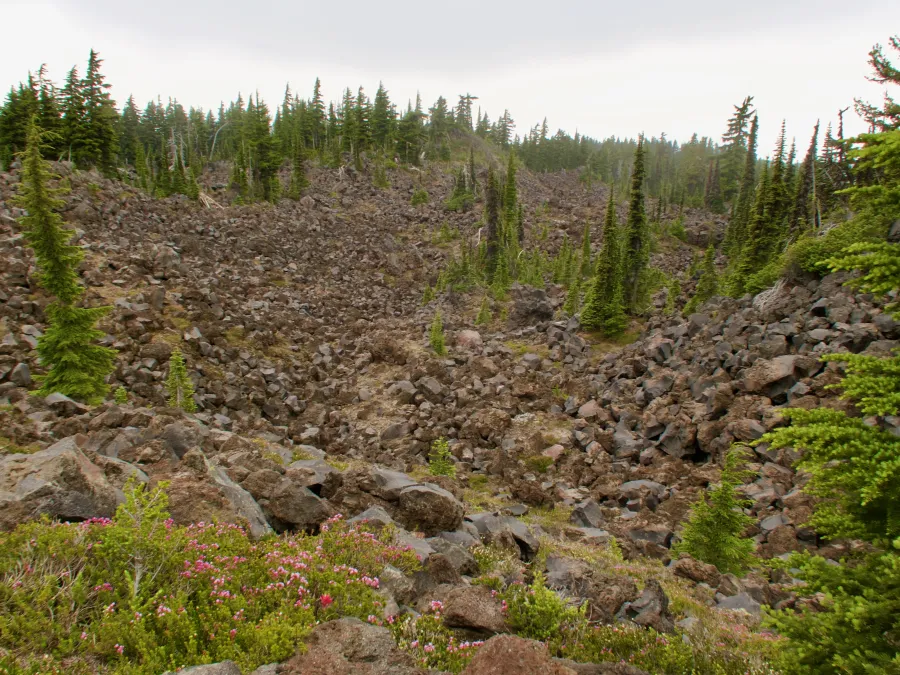 Wildflowers and trees in a lava bed