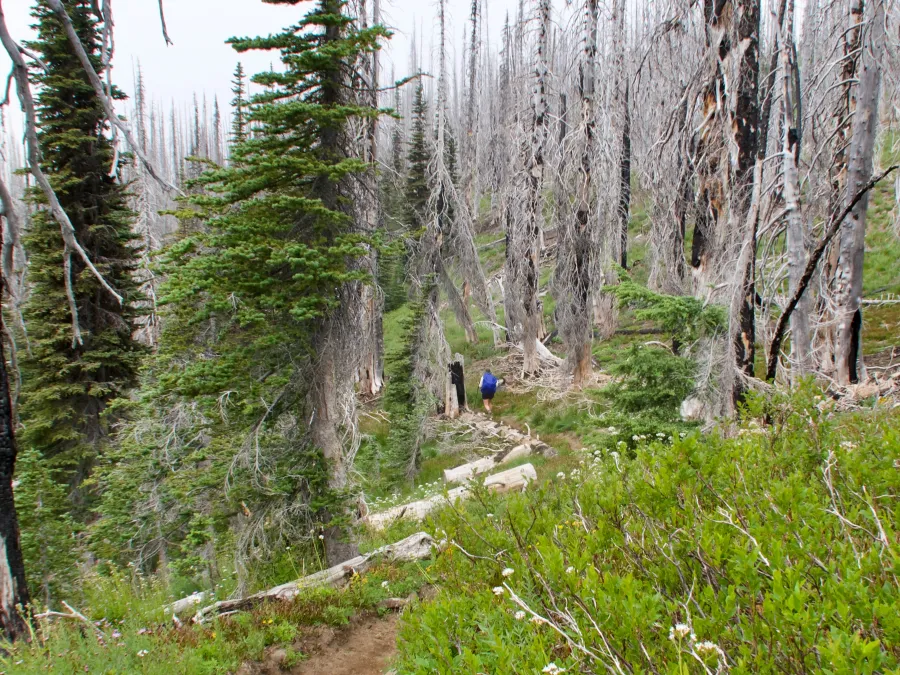 The trail passes through a burnt forest