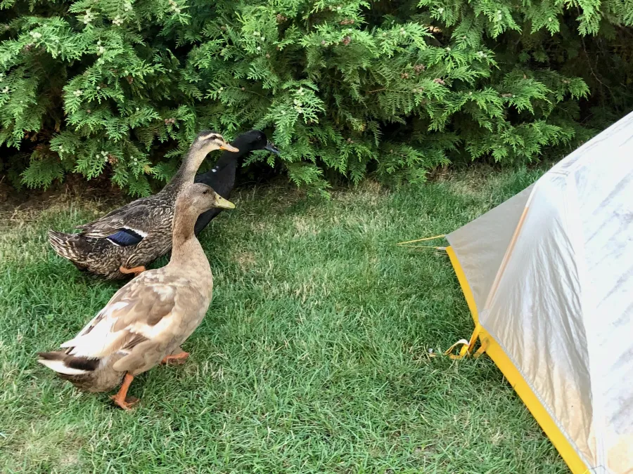 Ducks at Trout Lake General Store