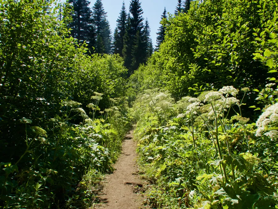 Overgrown trail