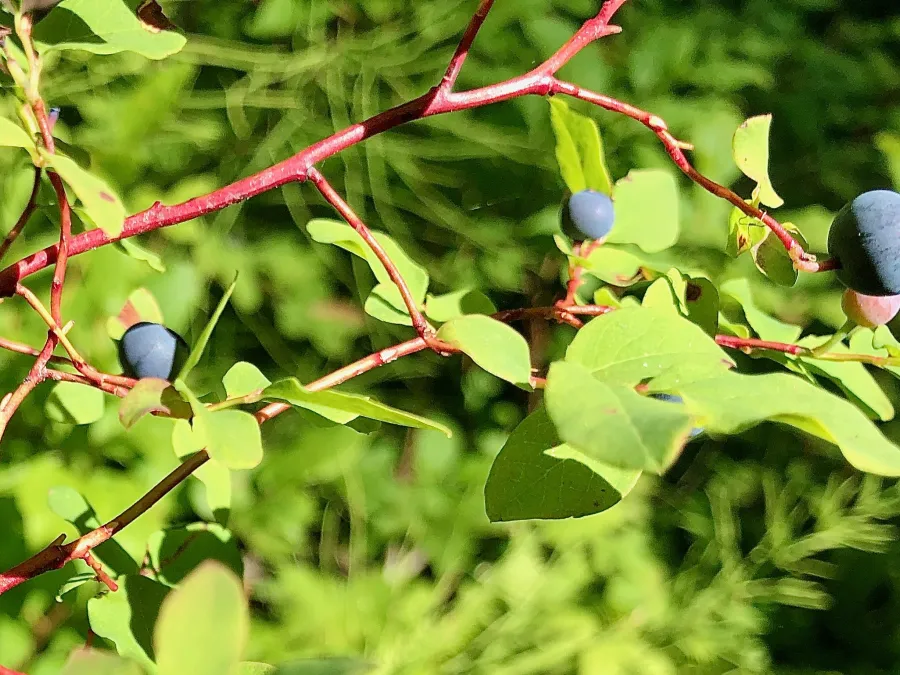 Wild blueberries