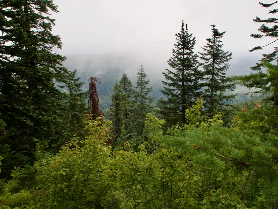 A cloudy view from Big Huckleberry Mountain