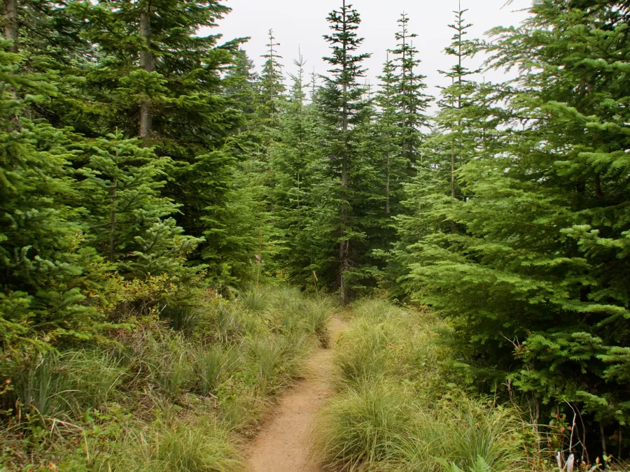 No view available in the thick forest